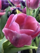 17th Apr 2019 - Pink tulips 