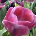 Pink tulips  by homeschoolmom