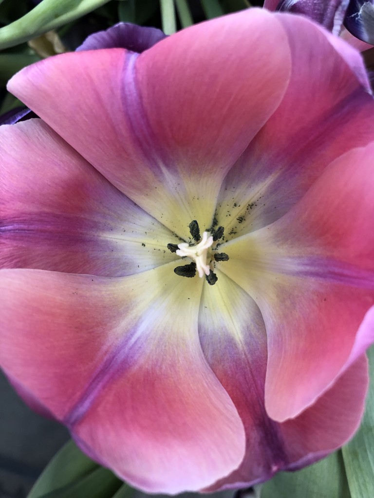 Pink tulip by homeschoolmom