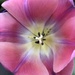 Pink tulip by homeschoolmom