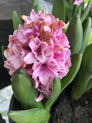 19th Apr 2019 - Pink hyacinth 