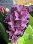20th Apr 2019 - Pink hyacinths 
