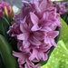 Pink hyacinths  by homeschoolmom
