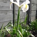 white iris by arthurclark