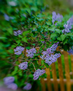 18th Apr 2019 - lilacs by the fence