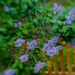 lilacs by the fence by jernst1779