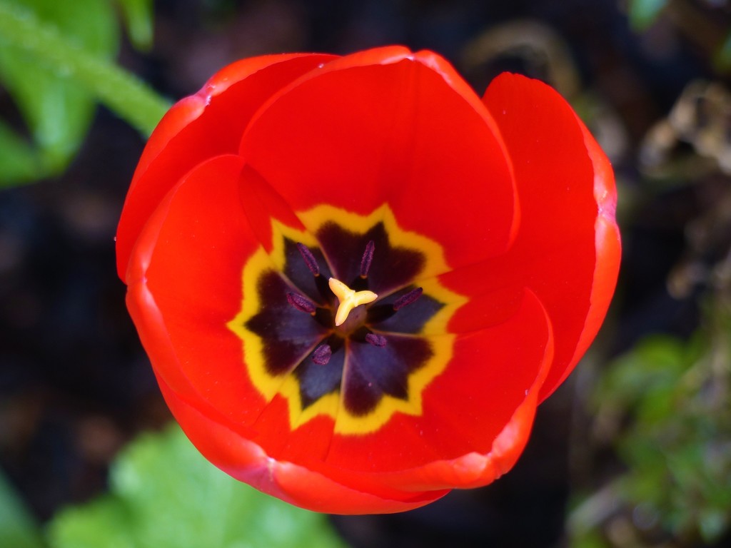  Tulip  by susiemc
