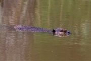 19th Apr 2019 - LHG_7361 Smaller beaver