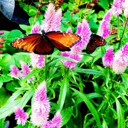 14th Apr 2019 - The Butterfly Show