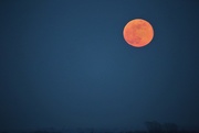 19th Apr 2019 - Once In A Pink Moon