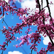13th Apr 2019 - Redbuds Are Everywhere