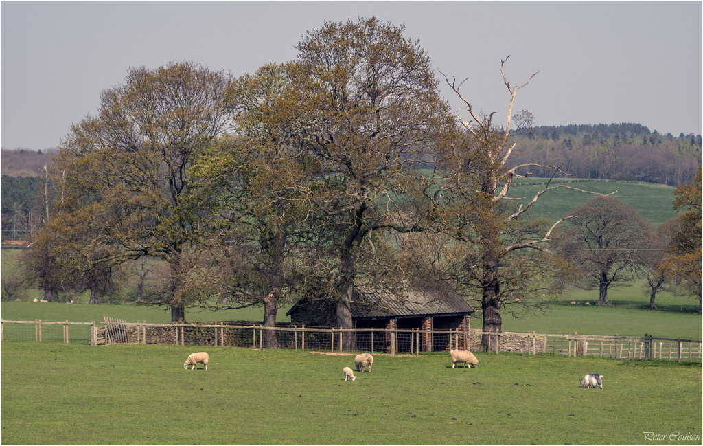 Rural Scene by pcoulson