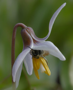 19th Apr 2019 - trout lily bee pollen