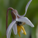 trout lily bee pollen by rminer