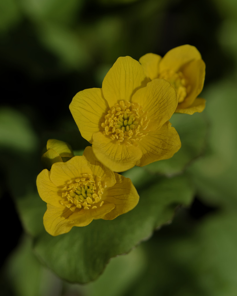 marsh marigold closeup by rminer