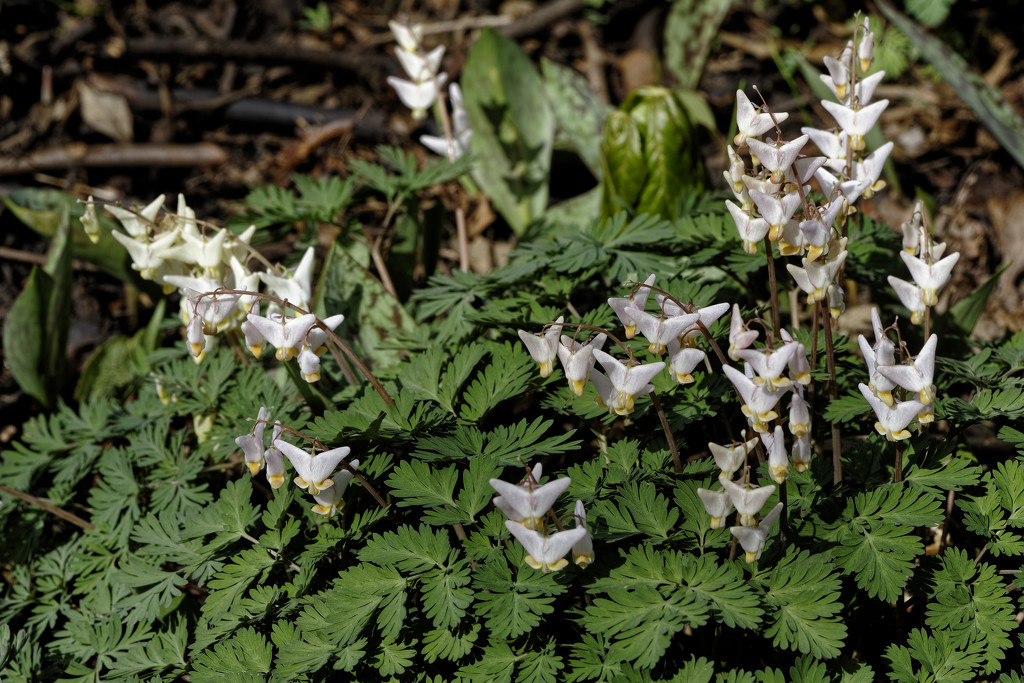 Dutchman's breeches colony by rminer