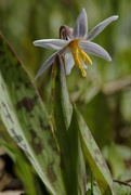 19th Apr 2019 - trout lily 