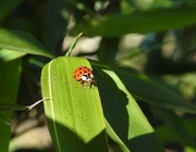 19th Apr 2019 - A ladybird in the garden