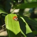 A ladybird in the garden by roachling