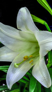 15th Apr 2019 - Easter Lily