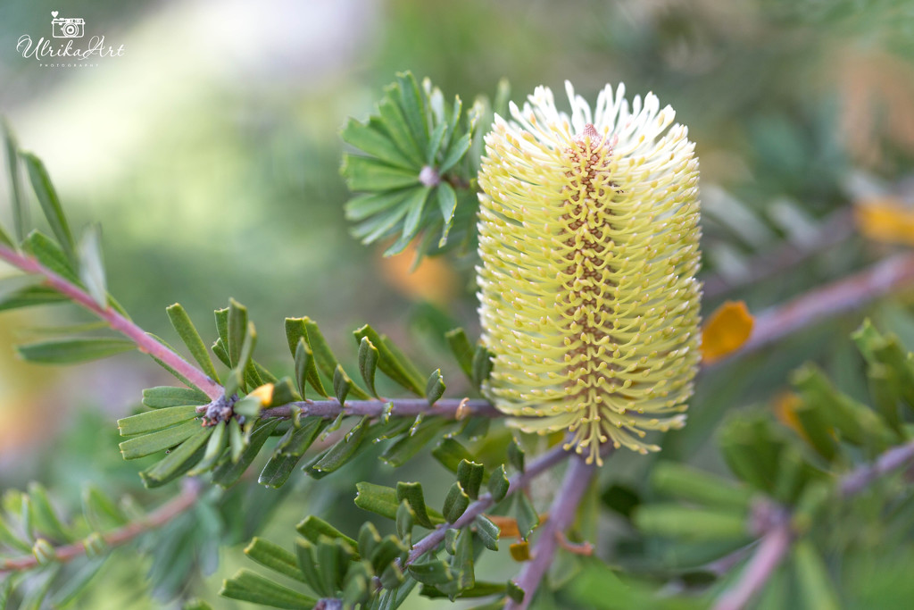 banksia by ulla