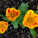 Tulips by loweygrace