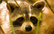 19th Apr 2019 - Rocky Raccoon in Your Face!