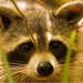 Rocky Raccoon in Your Face! by rickster549