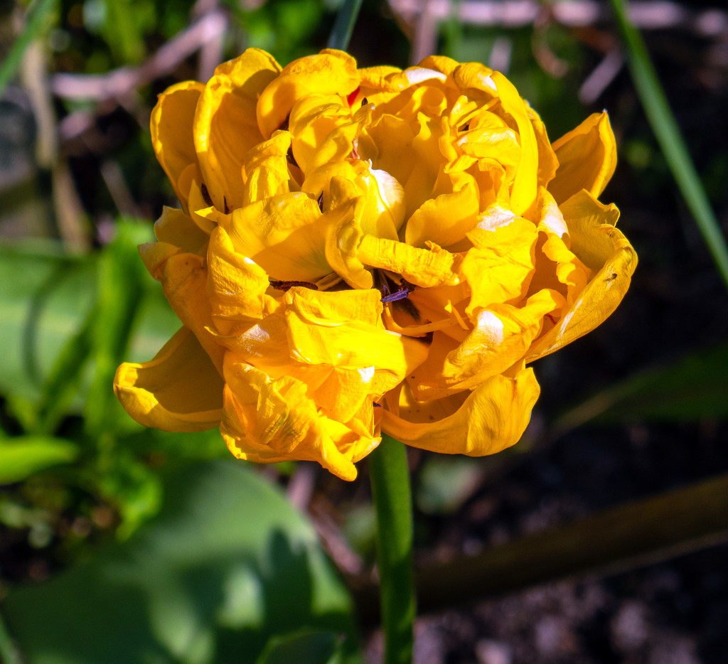 Yellow Tulip. by tonygig