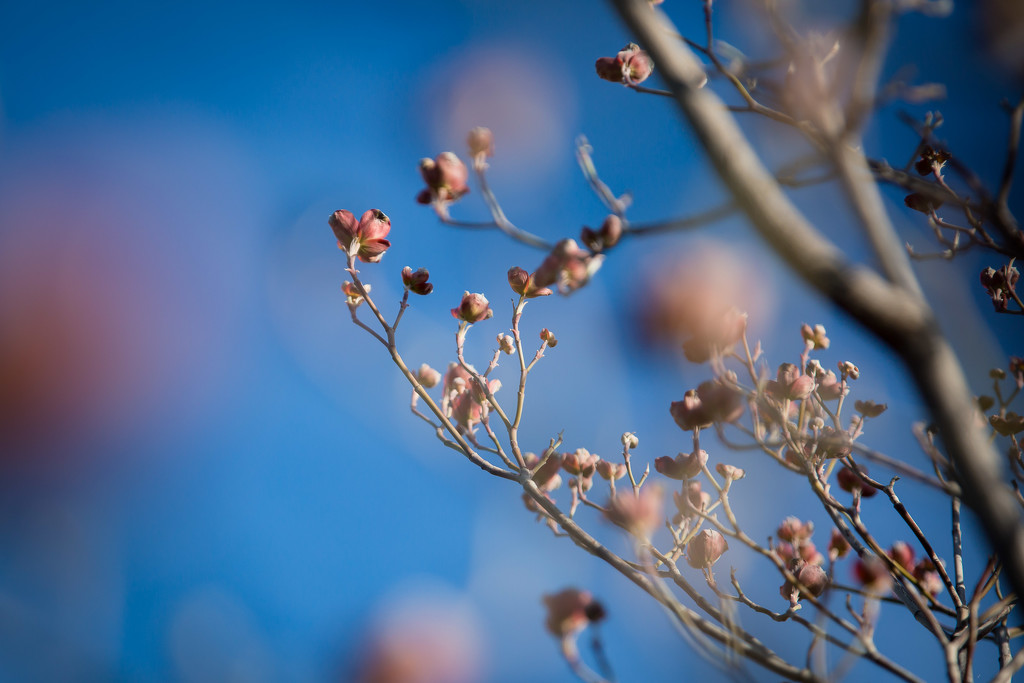 The Dogwood is Blooming by tina_mac
