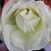 White Rose by harbie