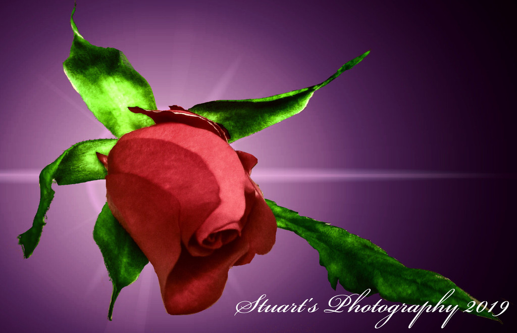Single red rose by stuart46