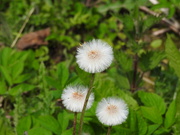 18th Apr 2019 - Coltsfoot Seed Heads
