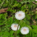 Coltsfoot Seed Heads by oldjosh