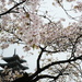 Cherry blossom by stefanotrezzi