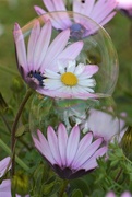 20th Apr 2019 - Daisies and bubbles.......