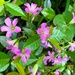 Wildflowers (violets) in our garden. by congaree