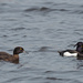 Tufted Ducks by philhendry