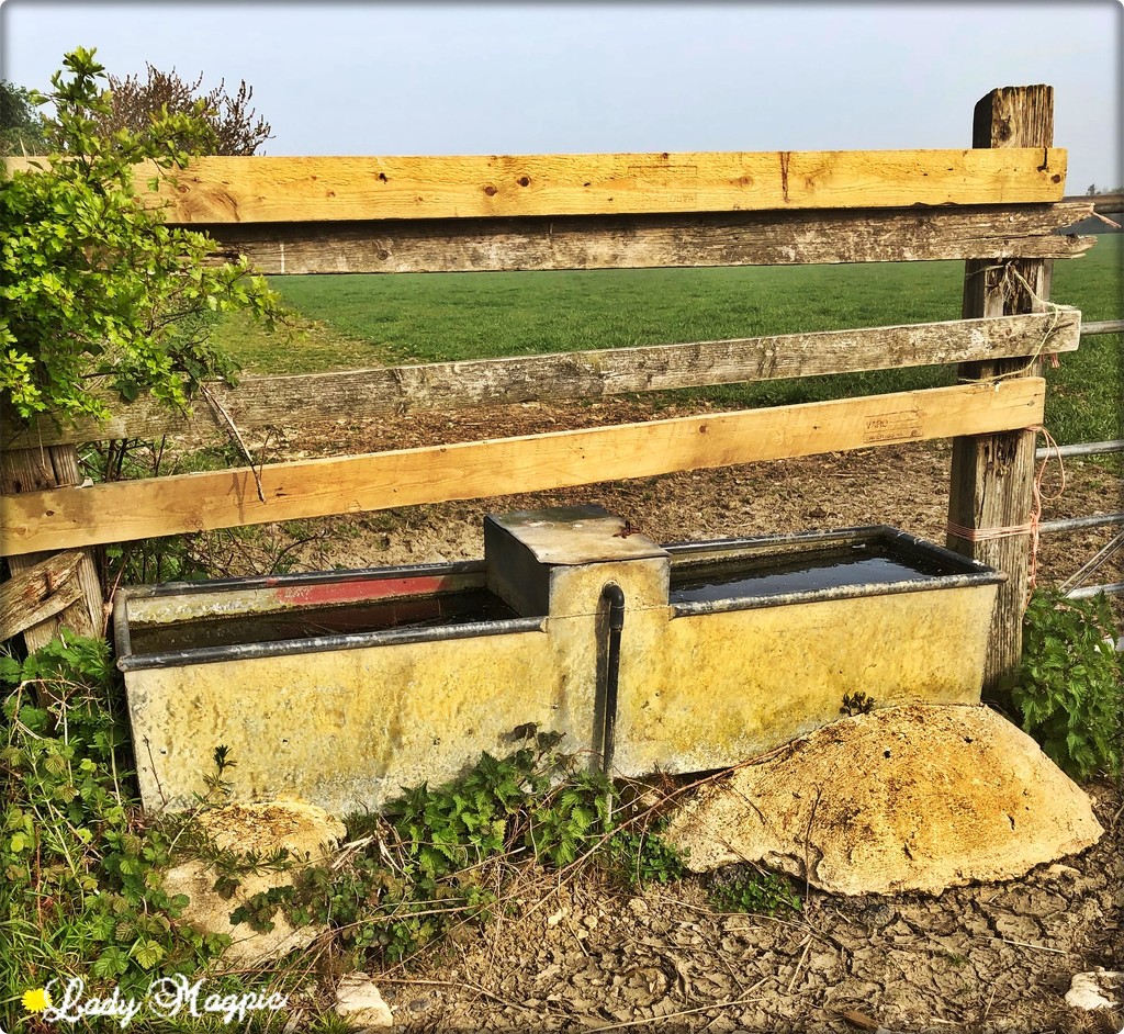 A Large Trough by ladymagpie