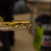 Snakes in a shopping centre (new movie?) by netkonnexion