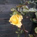 rose golden showers by arthurclark