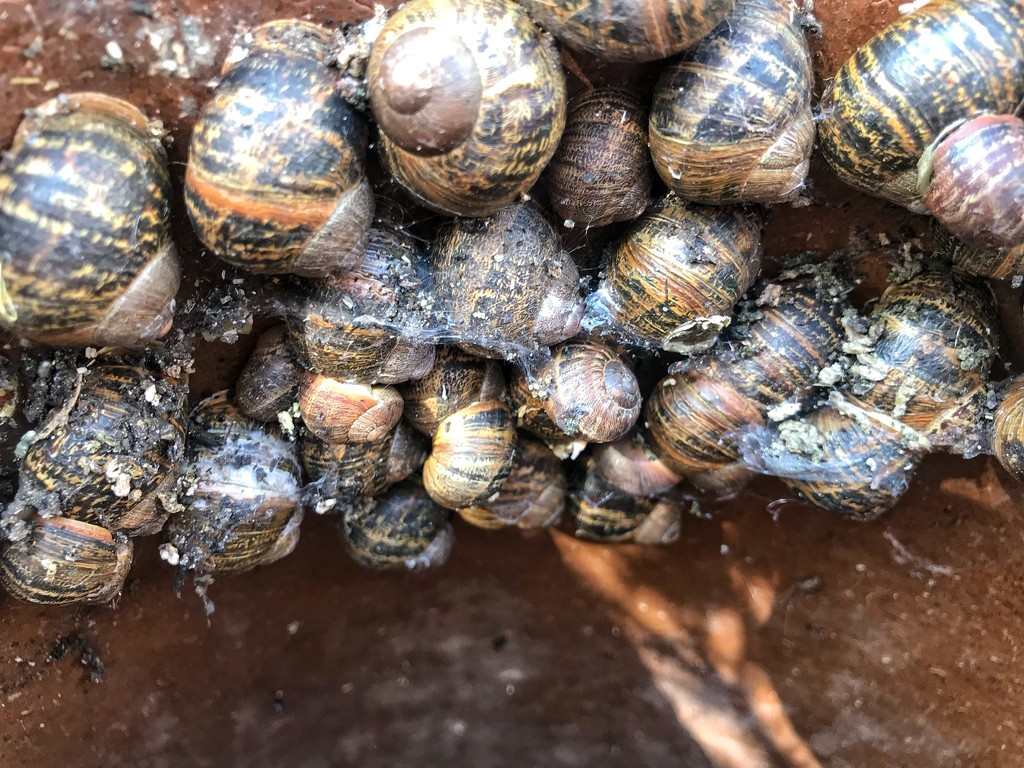 An escargatoire of snails. by happypat