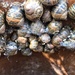 An escargatoire of snails. by happypat