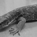 Lizard by netkonnexion