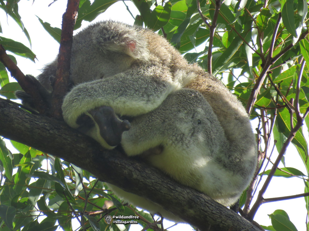 perfectly balanced by koalagardens