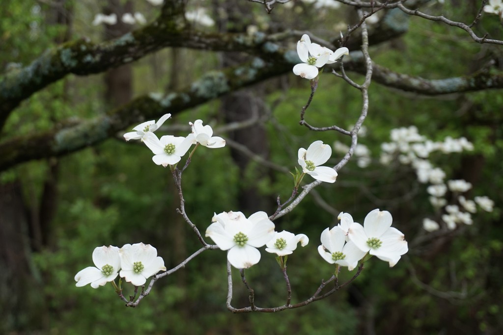 The dogwood tree is in bloom by tunia