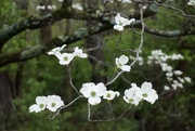 20th Apr 2019 - The dogwood tree is in bloom