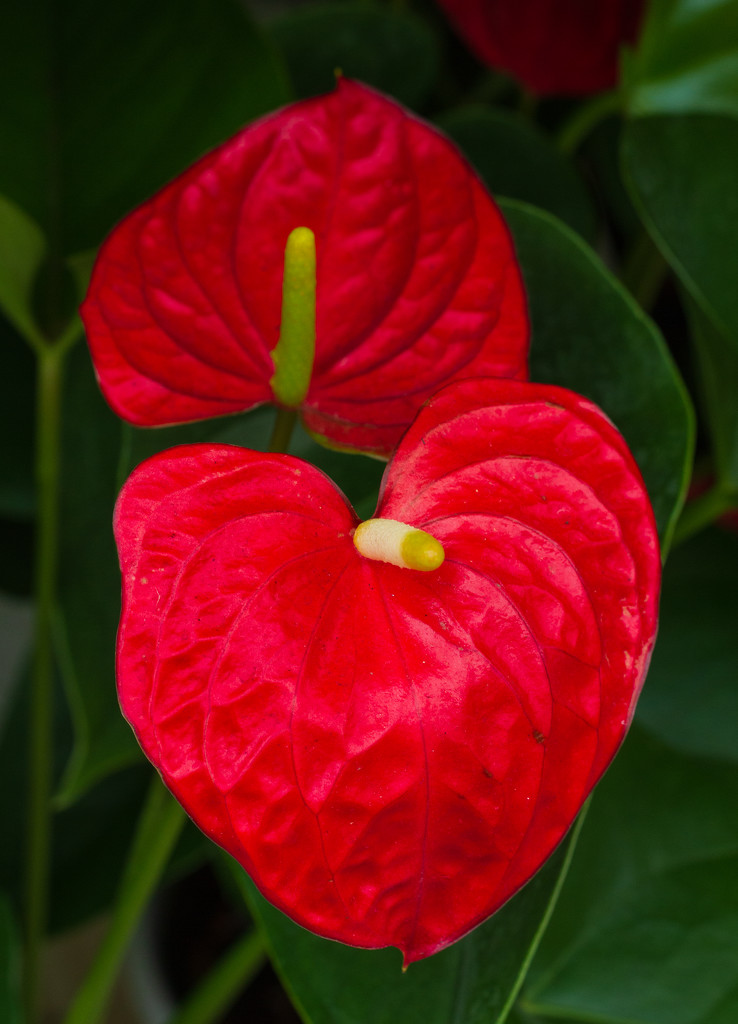 Big Red Bloom Anthuriam by kvphoto