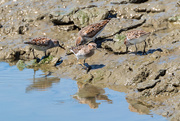 18th Apr 2019 - Western Sandpipers
