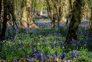 20th Apr 2019 - Bluebells are Back!